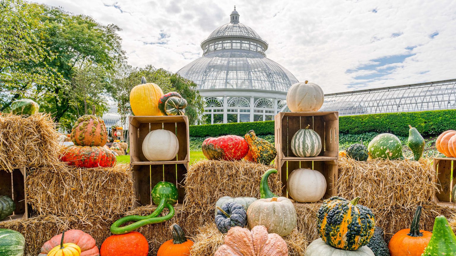 NYBG Bronx Neighbors Program